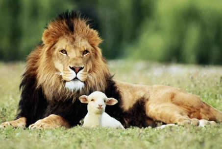 http://www.natlauzon.com/images/lion-and-the-lamb.jpg